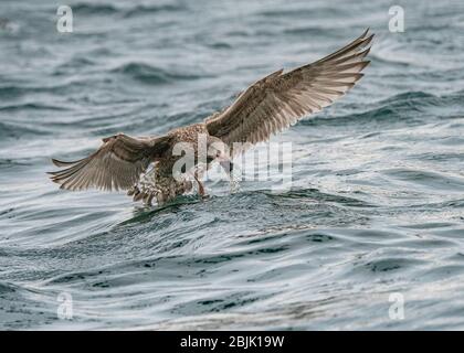 Hareng de Goll (Larus argentatus), immatures en vol transportant une tête de poisson, Båtsfjord, Varanger, Norvège de l'Arctique Banque D'Images