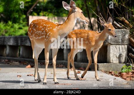 Sika cerf et bambi sont à pied sur la route. Banque D'Images