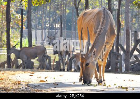 Le pays commun est l'antilope la plus lente. Banque D'Images