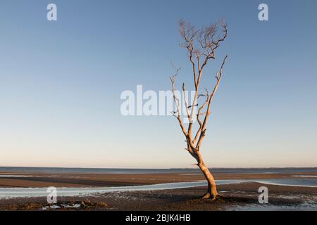 Arbre isolé sur une plage vide à Beachmere, Queensland, Australie Banque D'Images