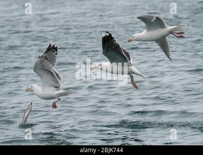 Goll Great Black-Backed (Larus marinus) et Goll hareng (Larus argentatus), en vol, Båtsfjord. Varanger, Norvège de l'Arctique Banque D'Images