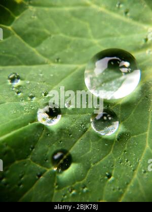 30 avril 2020, Bavière, Hohenschäftlarn: Des gouttes d'eau peuvent être vues dans la pluie sur la feuille d'une columbine. Après une longue période de sécheresse, de nombreuses pluies sont maintenant attendues en Bavière. Photo : Stephan Jansen/dpa Banque D'Images