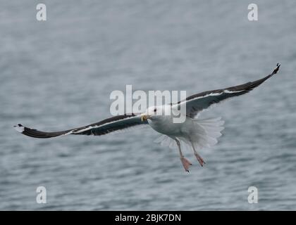 Gull Great Black-Backed (Larus marinus), en vol, Båtsfjord. Varanger, Norvège de l'Arctique Banque D'Images