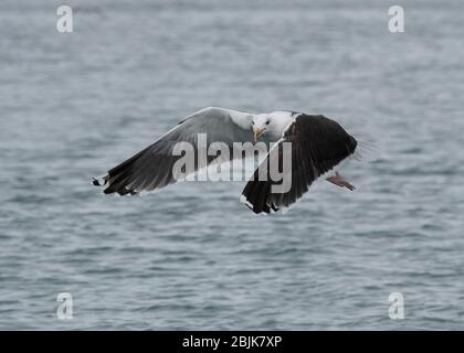 Gull Great Black-Backed (Larus marinus), en vol, Båtsfjord. Varanger, Norvège de l'Arctique Banque D'Images