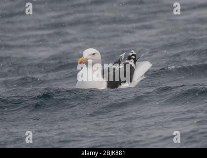 Gull Great Black-Backed (Larus marinus), assis sur la mer dans une tempête de neige, Båtsfjord, Varanger, Norvège de l'Arctique Banque D'Images