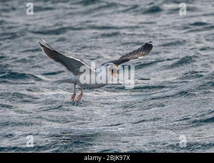 Gull Great Black-Backed (Larus marinus), en vol transportant une tête de poisson, Båtsfjord, Varanger, Norvège de l'Arctique Banque D'Images