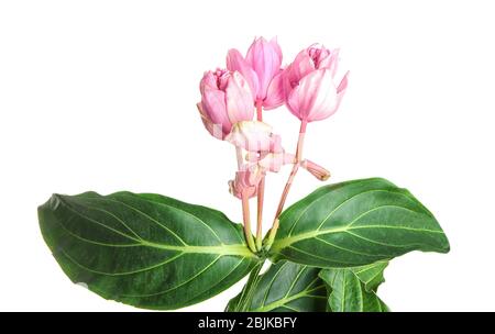 Belles fleurs de Medinilla sur fond blanc Banque D'Images