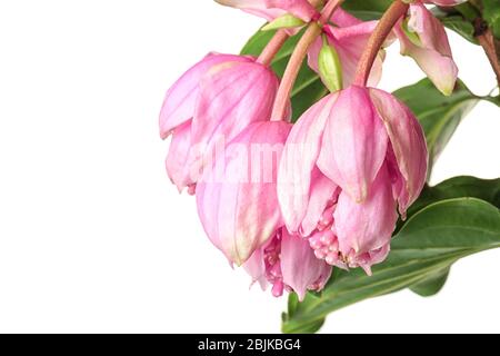 Belles fleurs de Medinilla sur fond blanc Banque D'Images