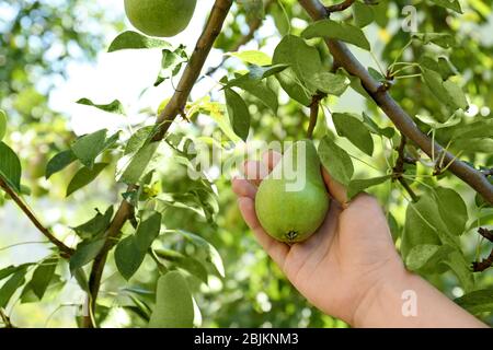 Femme cueillant la poire dans l'arbre le jour ensoleillé Banque D'Images