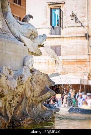 dove assis sur la fontaine à Rome, Italie. Lieu touristique populaire Banque D'Images