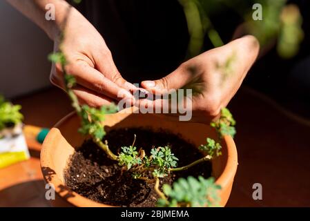 maison jardinage dans la terrasse au printemps, la culture de nouvelles plantes, une idée populaire de décoration de maison bon pour la santé mentale Banque D'Images