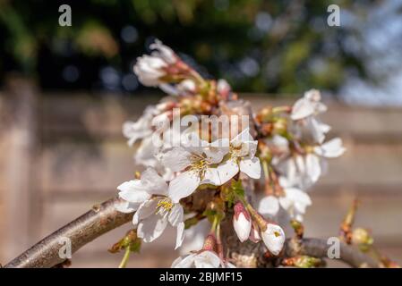 Un cerisier suintant, douches à neige prunus dans un jardin. Le soleil printanier fait ressortir les fleurs et les bourgeons blancs prêts à s'ouvrir. Banque D'Images