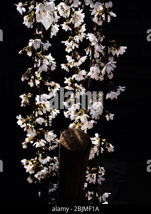 Un cerisier suintant, douches à neige prunus dans un jardin. Le soleil de printemps fait ressortir les fleurs blanches qui sont soulignées par le fond sombre. Banque D'Images