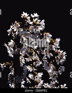 Un cerisier suintant, douches à neige prunus dans un jardin. Le soleil de printemps fait ressortir les fleurs blanches qui sont soulignées par le fond sombre. Banque D'Images