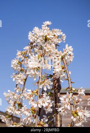 Un cerisier suintant, douches à neige prunus dans un jardin. Le soleil printanier fait ressortir les fleurs et les bourgeons blancs prêts à s'ouvrir. Banque D'Images