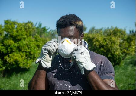 Un migrant au travail dans la campagne de Calabre dans le sud de l'Italie porte un masque pour se protéger de l'infection du Coronavirus (Covid-19). En Italie, il y a de nombreuses difficultés dans l'agriculture parce qu'il n'y a pas de travailleurs pour la récolte des fruits et légumes. 04/30/2020, Corigliano-Rossano, Italie Banque D'Images