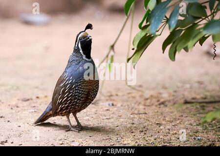 Chant caille de Californie ( Callipepla californica ) Banque D'Images