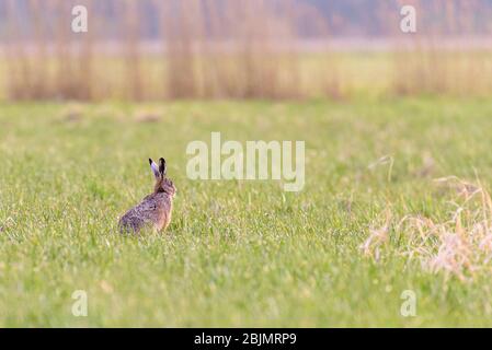 Un lièvre (Lepus europaeus) est assis dans un champ et est à regarder ses environs. Banque D'Images