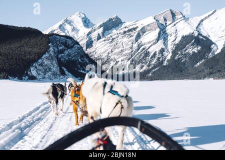 Chiens tirant un traîneau, Spray Lakes, Kananaskis Country, Canmore, Alberta, Canada Banque D'Images