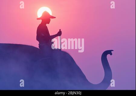 Silhouette d'un mahout sur un éléphant au coucher du soleil, Surin, Thaïlande Banque D'Images