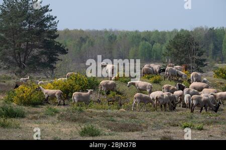 28 avril 2020, Brandebourg, Dalggow-Döberitz: Les moutons mangent sur un pré du paysage naturel de Sielmann dans le Döberitzer Heide. Le berger Johann Nesges de Liedekahle (district de Teltow-Fläming) a apporté environ 900 moutons à la région pour la conservation des paysages. À partir de la mi-mai, deux grandes troupeaux d'environ 4000 ovins et caprins se nourrissent de la zone située à l'extrémité ouest de Berlin pour la conservation de la nature et la biodiversité. Selon la situation alimentaire, les animaux restent probablement jusqu'à la fin de l'automne. Photo: Soeren Stache/dpa-Zentralbild/dpa Banque D'Images