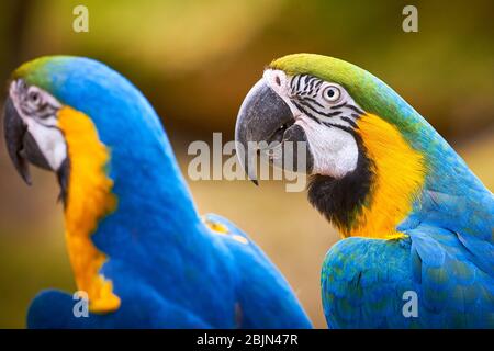 Deux cires de macaw bleu et jaune (Ara ararauna), oiseaux exotiques Banque D'Images