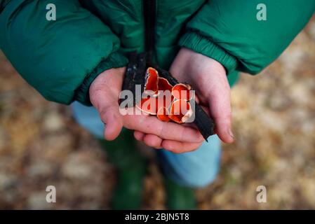 Gros plan d'un garçon tenant des champignons rouges sauvages, États-Unis Banque D'Images