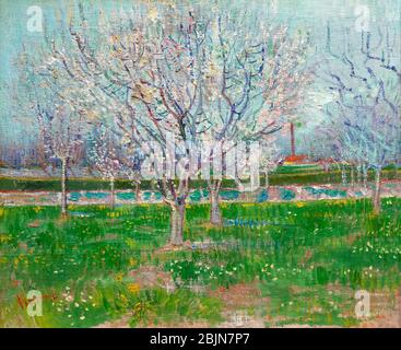 Orchard in Blossom, Plum Trees, Vincent van Gogh, 1888, Banque D'Images