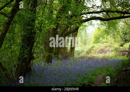 Bluebells dans les bois près de Tanworth-in-Arden, Warwickshire, Royaume-Uni Banque D'Images