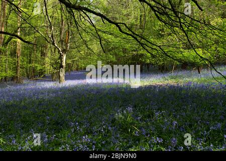 Bluebells dans les bois près de Tanworth-in-Arden, Warwickshire, Royaume-Uni Banque D'Images