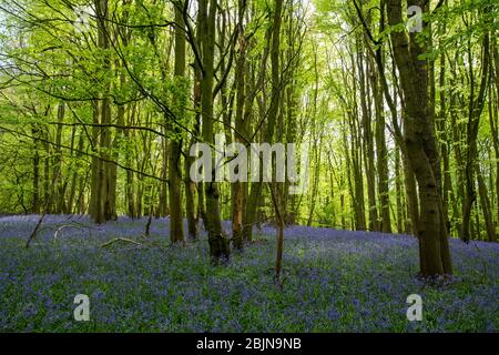 Bluebells dans les bois près de Tanworth-in-Arden, Warwickshire, Royaume-Uni Banque D'Images