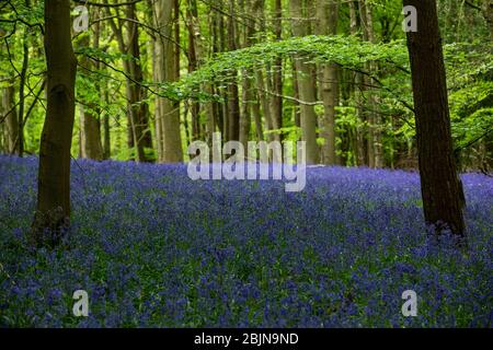 Bluebells dans les bois près de Tanworth-in-Arden, Warwickshire, Royaume-Uni Banque D'Images