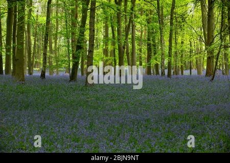 Bluebells dans les bois près de Tanworth-in-Arden, Warwickshire, Royaume-Uni Banque D'Images