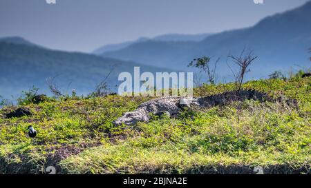 Photo prise lors d'un voyage dans le sud de l'Éthiopie, lac de Chamo, crocodile Banque D'Images