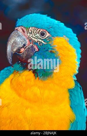 Macaw à gorge bleue, (Ara glucogularis,) de Bolivie. Espèces en danger critique. Banque D'Images