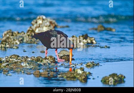 Oystercarcher variable (Haematopus unicolor) se nourrissant à Milford, dans le golfe Hauraki, dans l'île du Nord, en Nouvelle-Zélande. Banque D'Images