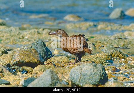 Weka train sans fil , (Galliralus australis scotti) Stewart Island race, sur l'île Ulva à Paterson Inlet, île Stewart, Nouvelle-Zélande. Banque D'Images