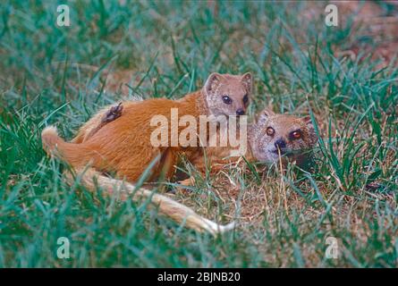 Femelle et jeune monoie jaune, (Cyntis penicillata) d'Afrique australe. Banque D'Images