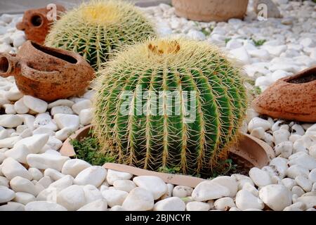 De magnifiques crottes dans des pots sur des pierres Banque D'Images