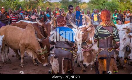 Image prise lors d'un voyage dans le sud de l'Éthiopie, la vallée de l'Omo, la tribu Hamer, la cérémonie de saut à la taureau Banque D'Images