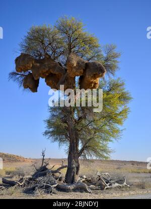 Photos de plein air sud-africaines de Friedrich von Horsten. Banque D'Images