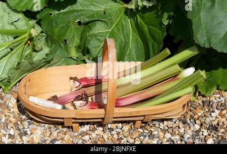 Hampshire, Angleterre, Royaume-Uni. 2019. Rhubarbe fraîchement cueillies placée dans un jardin en bois trugg. Banque D'Images