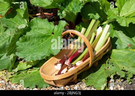 Hampshire, Angleterre, Royaume-Uni. 2019. Rhubarbe fraîchement cueillies placée dans un jardin en bois trugg. Banque D'Images