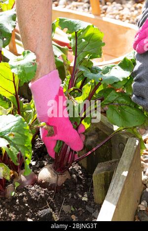 Hampshire, Angleterre, Royaume-Uni. 2019. Main de la femme tirant la betterave d'un jardin de cuisine. Banque D'Images