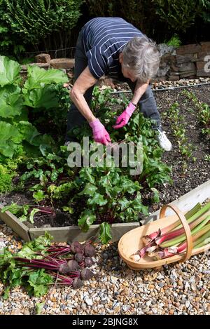 Hampshire, Angleterre, Royaume-Uni. 2019. Une femme âgée choisit la betterave et la rhubarbe dans son petit jardin de kictchen Banque D'Images