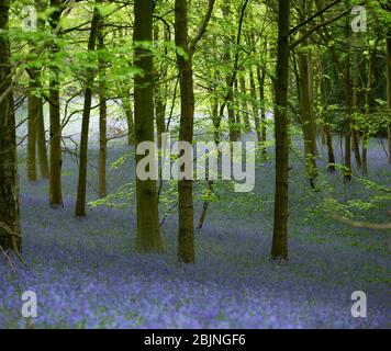 Bluebells dans les bois près de Tanworth-in-Arden, Warwickshire, Royaume-Uni Banque D'Images