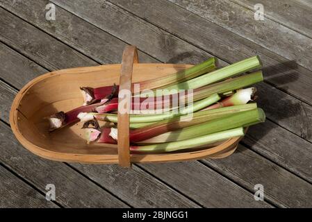 Hampshire, Angleterre, Royaume-Uni. 2019. Rhubarbe fraîchement cueillies placée dans un jardin en bois trugg. Banque D'Images