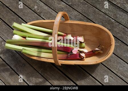 Hampshire, Angleterre, Royaume-Uni. 2019. Rhubarbe fraîchement cueillies placée dans un jardin en bois trugg. Banque D'Images