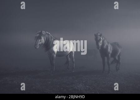 Trois chevaux debout dans un champ, Islande Banque D'Images