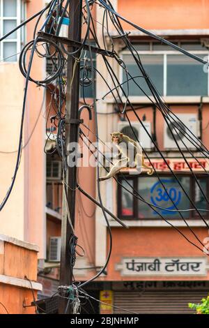 Jaipur, Rajasthan / Inde - 29 septembre 2019: Monkey escalade sur un téléphone de fils de poteau à Jaipur, Inde Banque D'Images